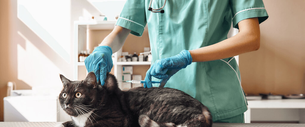 the vaccinations your cat needs