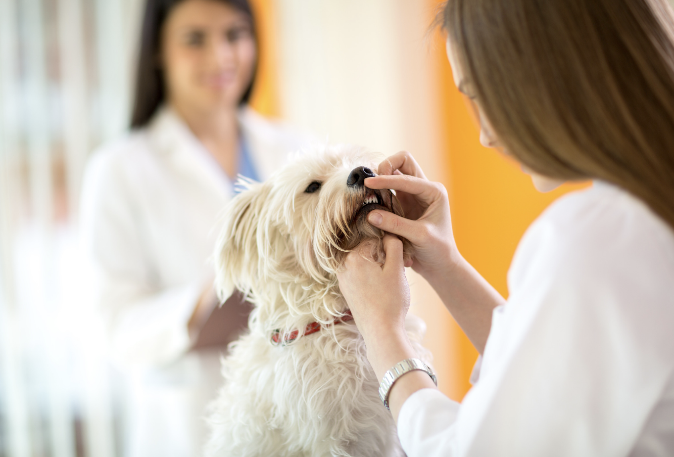 The Truth About Why Veterinary Dental Care For Your Dog is So Critical