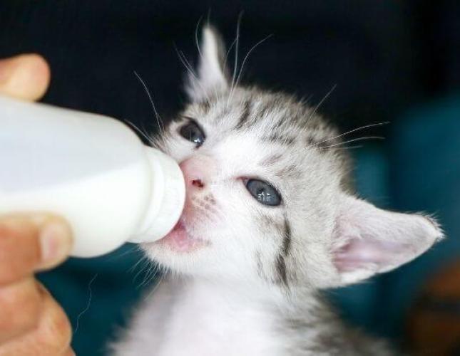 How to Feed and Care For Orphaned Kittens