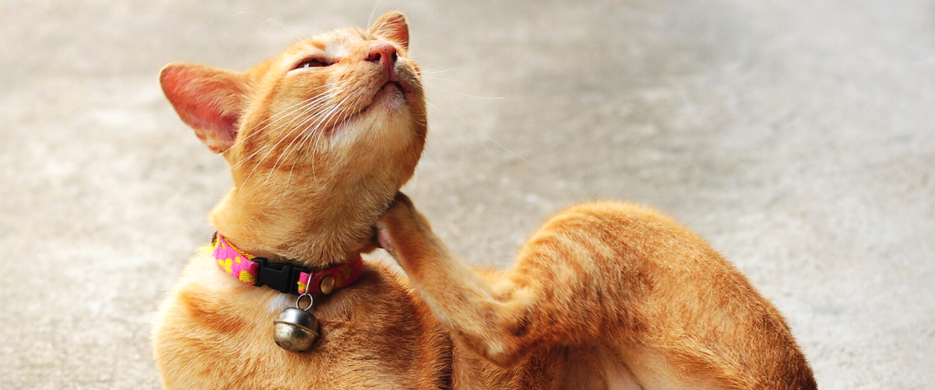 A Veterinary Guide to Treating Itchy Skin in Pets - Food Allergies